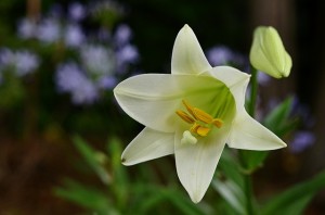 Easter Lilly